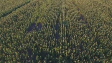 Günbatımı Mısır tarlasında üzerinde Aero uçuş