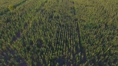 Günbatımı Mısır tarlasında üzerinde Aero uçuş