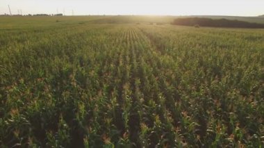 Günbatımı Mısır tarlasında üzerinde Aero uçuş