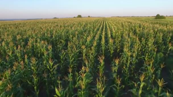 Aero Vuelo sobre el campo de maíz al atardecer — Vídeos de Stock