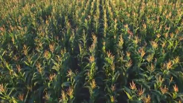Aero Vuelo sobre el campo de maíz al atardecer — Vídeos de Stock