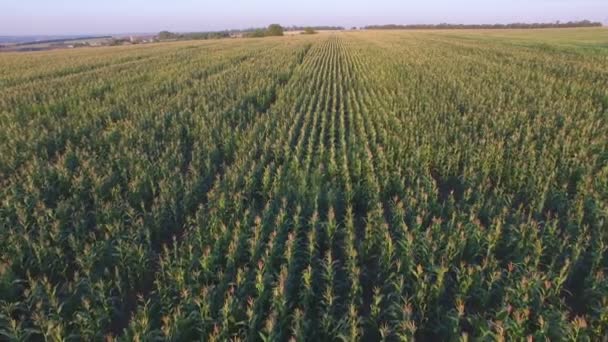 Aero політ над захід сонця, поле кукурудзи — стокове відео