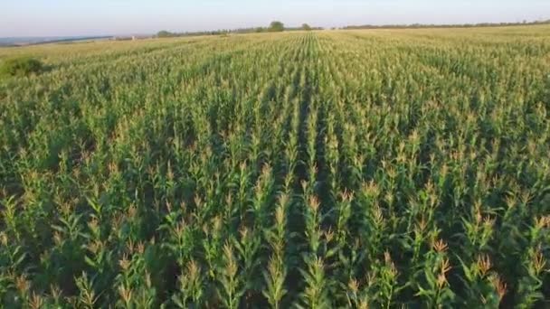 Powietrzny lotu na polu kukurydzy w zachód słońca — Wideo stockowe