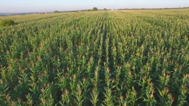 Aero Vuelo sobre el campo de maíz al atardecer — Vídeos de Stock