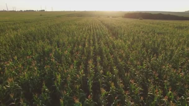 Воздушный полет над кукурузным полем на закате — стоковое видео