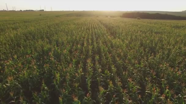 Aeroflug über dem Maisfeld bei Sonnenuntergang — Stockvideo