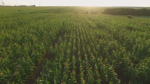 Воздушный полет над кукурузным полем на закате — стоковое видео