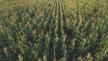 Günbatımı Mısır tarlasında üzerinde Aero uçuş