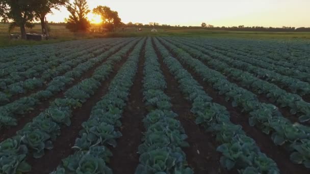 Aeroflug über dem Kohlfeld bei Sonnenuntergang — Stockvideo