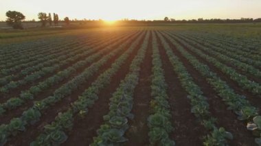 Günbatımı lahana alanında üzerinde Aero uçuş