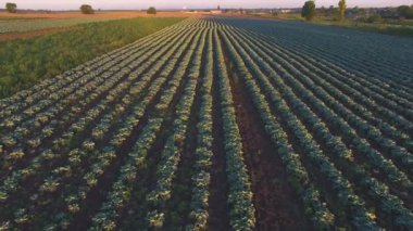 Günbatımı lahana alanında üzerinde Aero uçuş