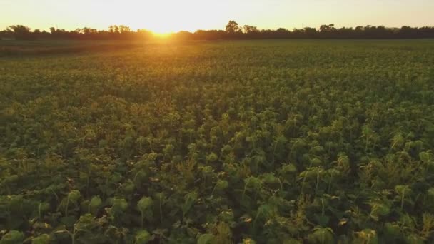 Günbatımı ayçiçeği alanında üzerinde Aero uçuş — Stok video