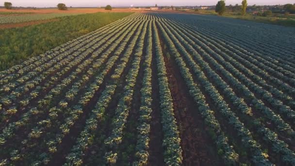Günbatımı lahana alanında üzerinde Aero uçuş — Stok video