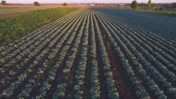 Günbatımı lahana alanında üzerinde Aero uçuş — Stok video