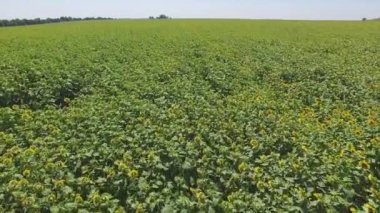 Ayçiçeği alan güneşli gün Aero uçuş