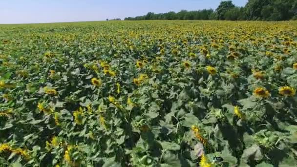 Voo Aero sobre o campo de girassol dia ensolarado — Vídeo de Stock