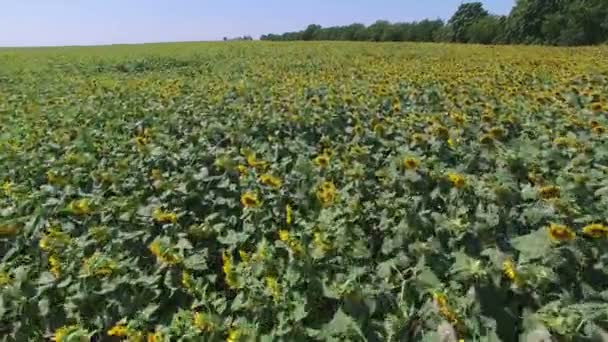 Voo Aero sobre o campo de girassol dia ensolarado — Vídeo de Stock