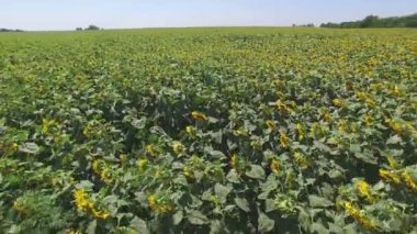 Ayçiçeği alan güneşli gün Aero uçuş