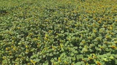 Ayçiçeği alan güneşli gün Aero uçuş