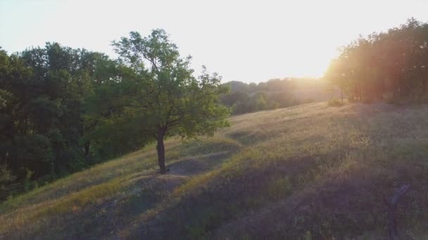 Aeroflug in der Nähe des einsamen Baumes bei Sonnenuntergang — Stockvideo