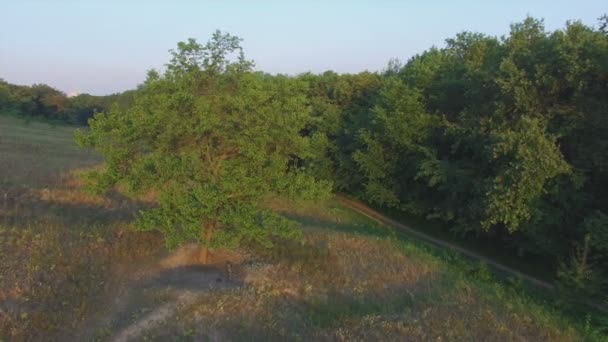 Aeroflug in der Nähe des einsamen Baumes bei Sonnenuntergang — Stockvideo