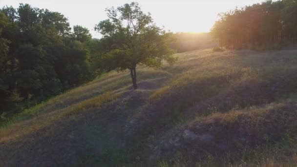 Aero Vuelo sobre el árbol solo al atardecer — Vídeo de stock