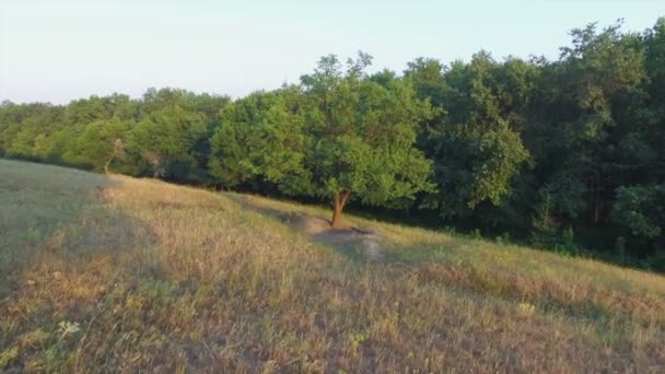 Aeroflug über den einsamen Baum bei Sonnenuntergang — Stockvideo