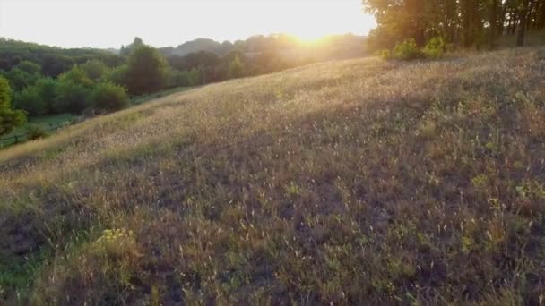 Aero repülés-a egyedül fa, a naplemente közelében — Stock videók