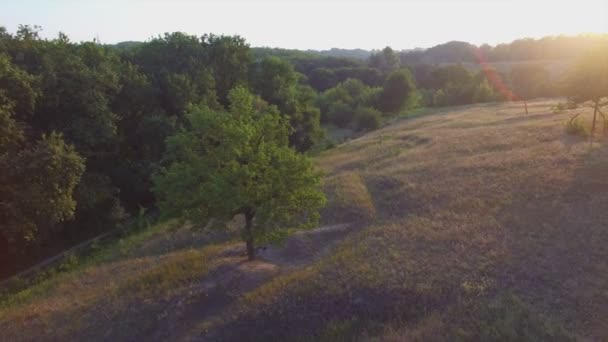 Powietrzny lotu w pobliżu sam drzewa na zachód słońca — Wideo stockowe