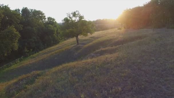 Aeroflug über den einsamen Baum bei Sonnenuntergang — Stockvideo