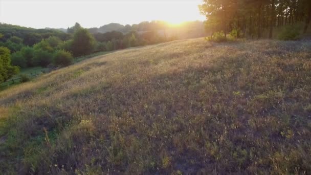 Penerbangan Aero dekat pohon sendirian saat matahari terbenam — Stok Video