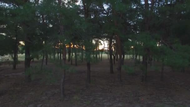 AEREO: Volare vicino al pino nella foresta. Alba. . — Video Stock