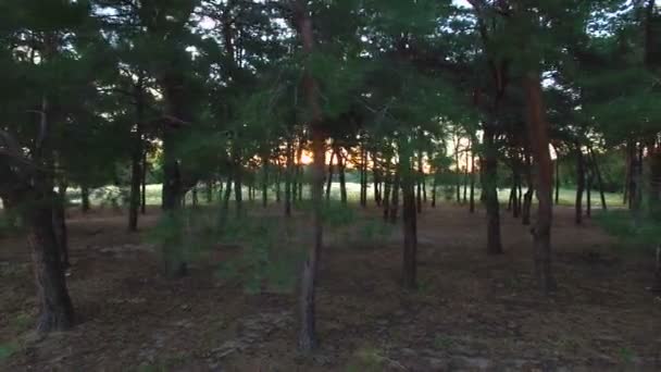 Luchtfoto: Vliegen in de buurt van de pijnboom in het forest. Sunrise. — Stockvideo