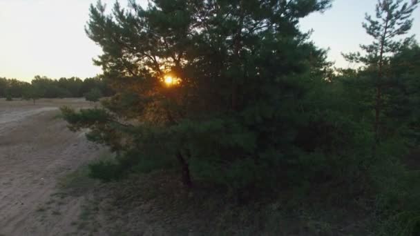 Antenne: fliegt in der Nähe der Kiefer im Wald. Sonnenaufgang. — Stockvideo