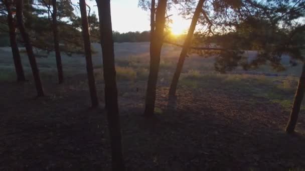 Antenne: fliegt in der Nähe der Kiefer im Wald. Sonnenaufgang. — Stockvideo