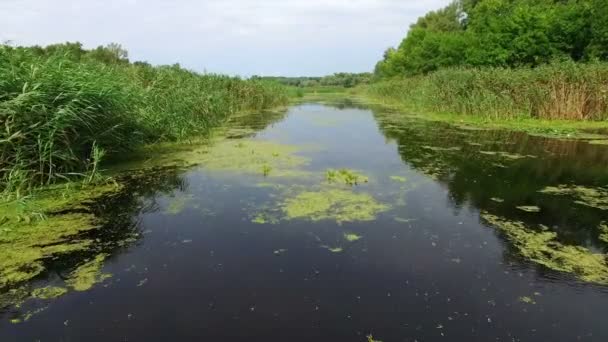 Antenn. Landskap med flod och träd. — Stockvideo