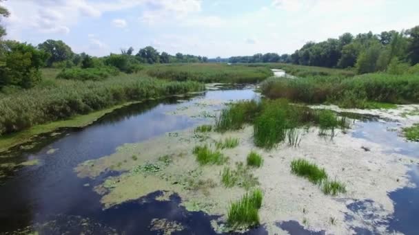 Antenne. Landschaft mit Fluss und Bäumen. — Stockvideo