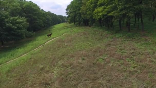 Antenne - paarden in grasland — Stockvideo