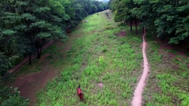 Aerial - Horses in pasture — Stock Video