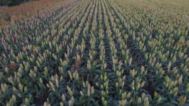 Gün batımında sorgum tarlasının üzerinden Aero Uçuşu