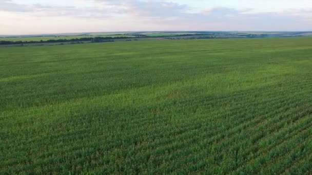 Aero Vol au-dessus du champ de maïs au coucher du soleil — Video