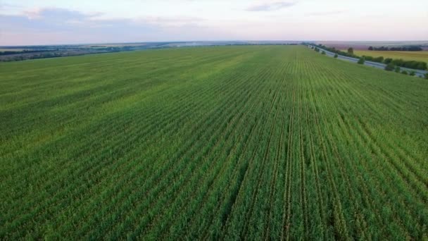 Aero Vuelo sobre el campo de maíz al atardecer — Vídeo de stock