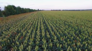 Gün batımında sorgum tarlasının üzerinden Aero Uçuşu