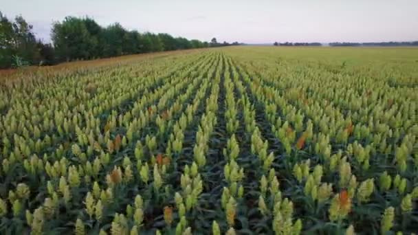 Aero Voo sobre o campo de sorgo ao pôr-do-sol — Vídeo de Stock