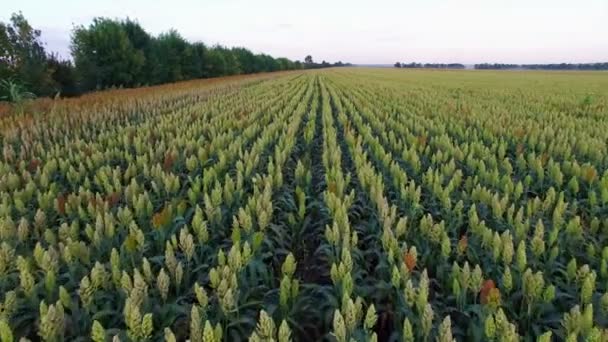 Aero Voo sobre o campo de sorgo ao pôr-do-sol — Vídeo de Stock