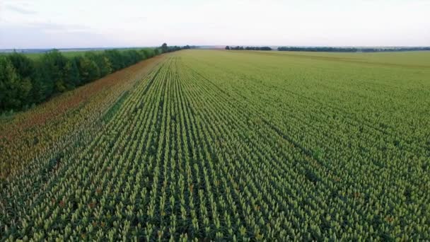 Aero Vuelo sobre el campo de sorgo al atardecer — Vídeos de Stock