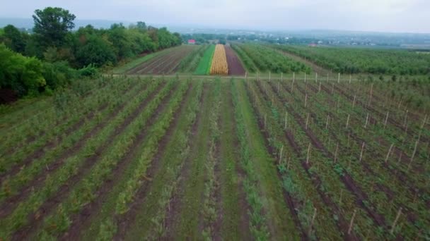 Aéreo: Voo acima de campos mistos — Vídeo de Stock