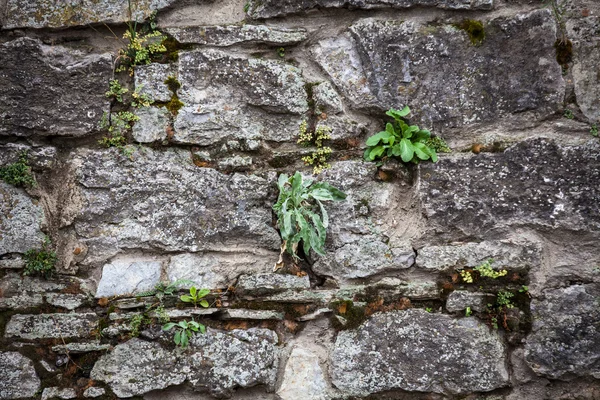 stock image Medieval wall made from stones