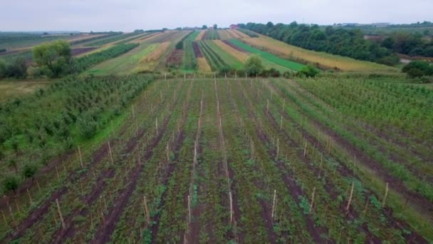 Aéreo: Voo acima de campos mistos — Vídeo de Stock