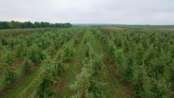 苹果园的空中景观 — 图库视频影像